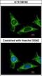 Adhesion G Protein-Coupled Receptor E5 antibody, GTX108192, GeneTex, Immunocytochemistry image 