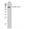 Forkhead Box O3 antibody, LS-C380718, Lifespan Biosciences, Western Blot image 