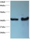 DnaJ Heat Shock Protein Family (Hsp40) Member B1 antibody, MBS715641, MyBioSource, Western Blot image 