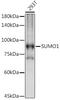 Small Ubiquitin Like Modifier 1 antibody, GTX55812, GeneTex, Western Blot image 