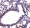 Myosin Light Chain Kinase antibody, A01697-2, Boster Biological Technology, Immunohistochemistry frozen image 