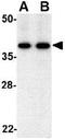 BUB3 Mitotic Checkpoint Protein antibody, GTX31314, GeneTex, Western Blot image 