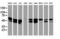 Non-POU Domain Containing Octamer Binding antibody, LS-C173995, Lifespan Biosciences, Western Blot image 