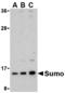 Small Ubiquitin Like Modifier 1 antibody, MBS150582, MyBioSource, Western Blot image 