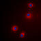 Granzyme H antibody, LS-C356077, Lifespan Biosciences, Immunofluorescence image 