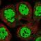 GATA Zinc Finger Domain Containing 2A antibody, NBP1-87360, Novus Biologicals, Immunocytochemistry image 