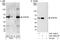 Cleavage And Polyadenylation Specific Factor 7 antibody, A301-359A, Bethyl Labs, Immunoprecipitation image 