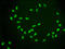 Histone Cluster 1 H2A Family Member E antibody, CSB-RA010385A09acHU, Cusabio, Immunofluorescence image 