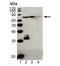 Mitochondrial Antiviral Signaling Protein antibody, A00169, Boster Biological Technology, Western Blot image 