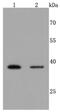 Haptoglobin antibody, NBP2-66881, Novus Biologicals, Western Blot image 