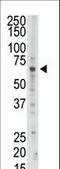 3'-Phosphoadenosine 5'-Phosphosulfate Synthase 2 antibody, LS-C101190, Lifespan Biosciences, Western Blot image 