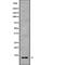 Cytochrome C Oxidase Subunit 7B antibody, abx149509, Abbexa, Western Blot image 