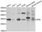 Peptidylprolyl Isomerase E antibody, A7061, ABclonal Technology, Western Blot image 