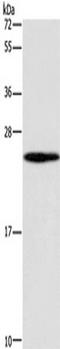 Guanylate Kinase 1 antibody, TA351238, Origene, Western Blot image 