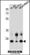 GFRA4 antibody, 56-950, ProSci, Western Blot image 