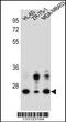 GDNF Family Receptor Alpha 4 antibody, 56-950, ProSci, Western Blot image 