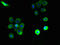 Platelet-activating factor receptor antibody, LS-C396555, Lifespan Biosciences, Immunofluorescence image 