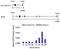 Protein Phosphatase 5 Catalytic Subunit antibody, PA5-19540, Invitrogen Antibodies, Chromatin Immunoprecipitation image 