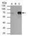 Tripartite Motif Containing 29 antibody, GTX115749, GeneTex, Immunoprecipitation image 