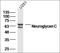 Membrane Spanning 4-Domains A6A antibody, orb157905, Biorbyt, Western Blot image 