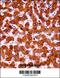 Ubiquitination Factor E4A antibody, 57-907, ProSci, Immunohistochemistry paraffin image 