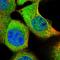 Gasz antibody, HPA020558, Atlas Antibodies, Immunofluorescence image 