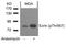 Ezrin antibody, NB100-81918, Novus Biologicals, Western Blot image 