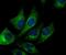 NADH:Ubiquinone Oxidoreductase Core Subunit S3 antibody, NBP2-75587, Novus Biologicals, Immunofluorescence image 