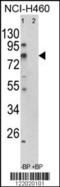 Acyl-CoA Synthetase Short Chain Family Member 3 antibody, 63-527, ProSci, Western Blot image 