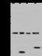 AFG3 Like Matrix AAA Peptidase Subunit 2 antibody, 203060-T46, Sino Biological, Western Blot image 