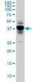 NDRG Family Member 4 antibody, H00065009-M01, Novus Biologicals, Western Blot image 