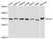 Enoyl-CoA Hydratase 1 antibody, A07818, Boster Biological Technology, Western Blot image 