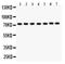 Glutamate-Cysteine Ligase Catalytic Subunit antibody, LS-C344053, Lifespan Biosciences, Western Blot image 