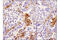 Signal Regulatory Protein Alpha antibody, 13379S, Cell Signaling Technology, Immunohistochemistry paraffin image 