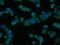 Synaptosome Associated Protein 25 antibody, 14903-1-AP, Proteintech Group, Immunofluorescence image 
