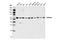 Catalase antibody, 14097S, Cell Signaling Technology, Western Blot image 