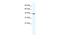 Transcription Elongation Factor A3 antibody, A12482, Boster Biological Technology, Western Blot image 