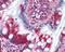 Trafficking From ER To Golgi Regulator antibody, NBP2-24485, Novus Biologicals, Immunohistochemistry frozen image 