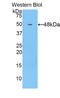 Collagen Type XIV Alpha 1 Chain antibody, LS-C293443, Lifespan Biosciences, Western Blot image 