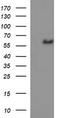 Interleukin 10 Receptor Subunit Alpha antibody, LS-C338279, Lifespan Biosciences, Western Blot image 