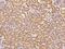 Dystroglycan 1 antibody, 14421-T08, Sino Biological, Immunohistochemistry paraffin image 