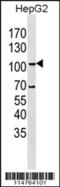 Leucine Rich Repeat Containing G Protein-Coupled Receptor 5 antibody, 61-473, ProSci, Western Blot image 