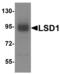 Lysine Demethylase 1A antibody, LS-C358491, Lifespan Biosciences, Western Blot image 