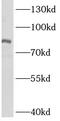 ASH2 Like, Histone Lysine Methyltransferase Complex Subunit antibody, FNab00637, FineTest, Western Blot image 
