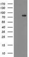 Acyl-CoA Synthetase Short Chain Family Member 2 antibody, CF503833, Origene, Western Blot image 