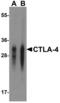 Rat CD152 antibody, LS-C669065, Lifespan Biosciences, Western Blot image 