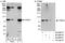 CREB Regulated Transcription Coactivator 2 antibody, A300-638A, Bethyl Labs, Immunoprecipitation image 
