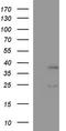 Interleukin-1 alpha antibody, TA506853S, Origene, Western Blot image 