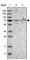 Kelch Like Family Member 20 antibody, HPA025034, Atlas Antibodies, Western Blot image 