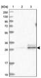 Tetratricopeptide Repeat Domain 33 antibody, PA5-58314, Invitrogen Antibodies, Western Blot image 